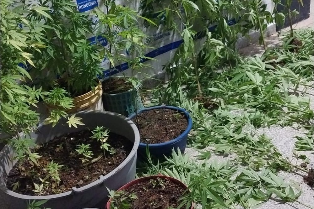 Casal é preso com mais de 30 pés de maconha em Ariquemes, RO