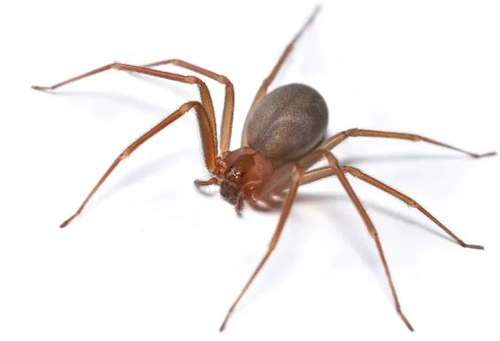 Aranha-marrom é minúscula: tem cerca de 1cm — Foto: Shutterstock/Divulgação