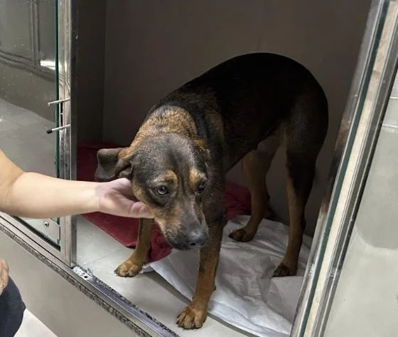 LEVOU UMA SURRA: Funcionário de posto é flagrado estuprando cadela