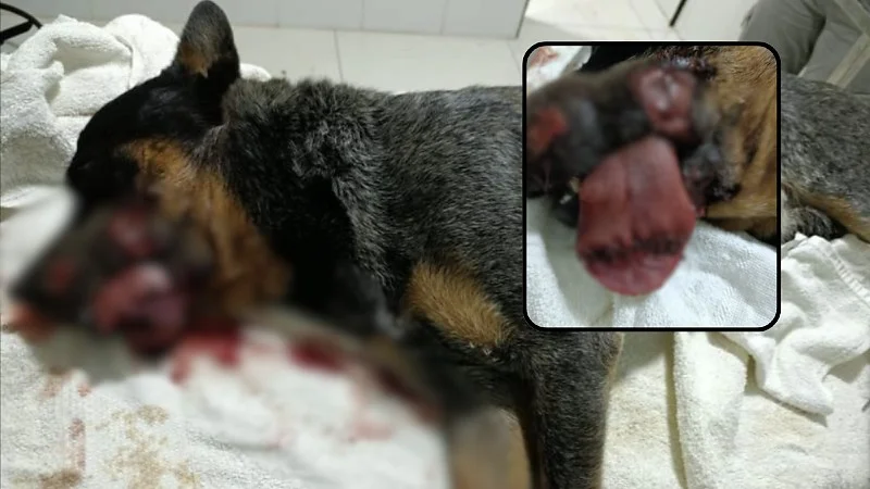 Veterinário salva cachorro após homem mutilar animal com roçadeira em Rondônia; suspeito é preso