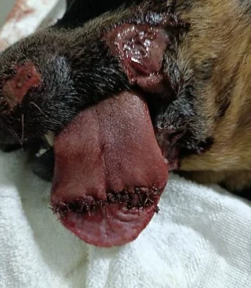 Veterinário salva cachorro após homem mutilar animal com roçadeira em Rondônia; suspeito é preso