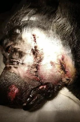 Veterinário salva cachorro após homem mutilar animal com roçadeira em Rondônia; suspeito é preso